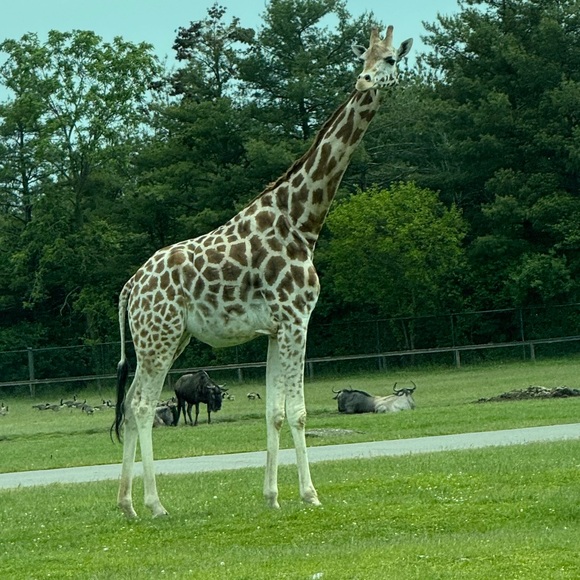 Meet your Posher, Alexa - Picture 1 of 1